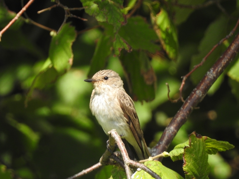 Photo Oiseaux Gobemouche gris (Muscicapa striata)