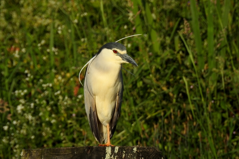 Photo Oiseaux Héron bihoreau gris (Nycticorax nycticorax)