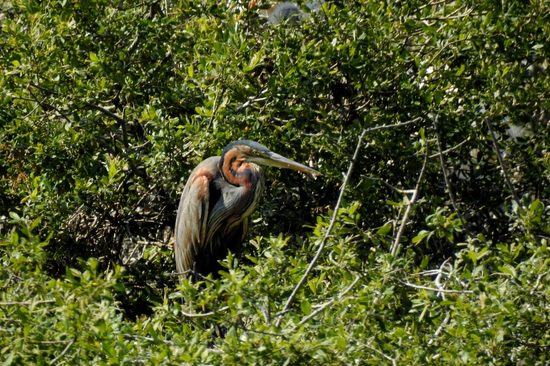 Photo Oiseaux Héron pourpré (Ardea purpurea)