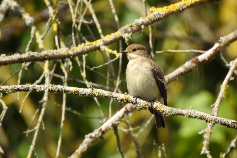 Photo Oiseaux gobe mouche noir