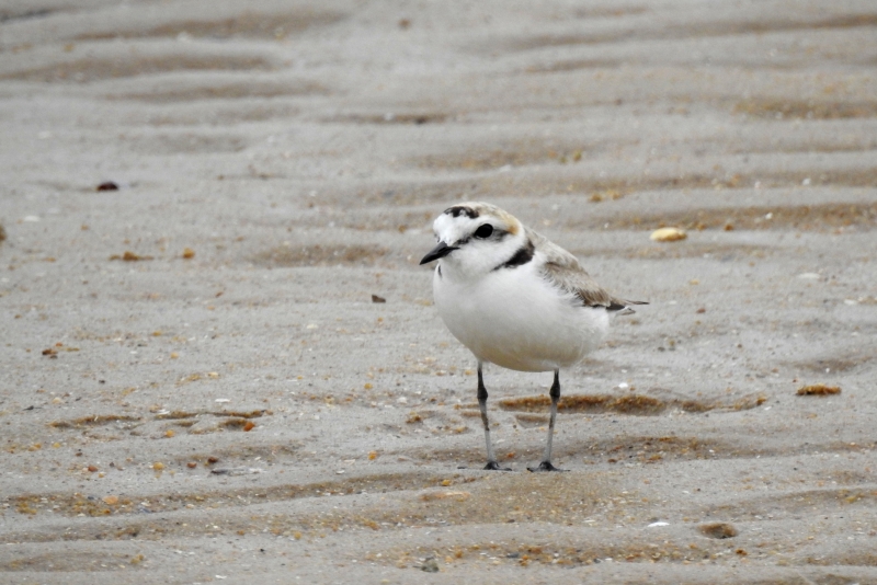 Photo Oiseaux Gravelot à collier interrompu (Charadrius alexandrinus)