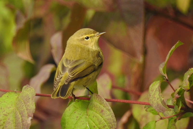 Photo Oiseaux Pouillot véloce