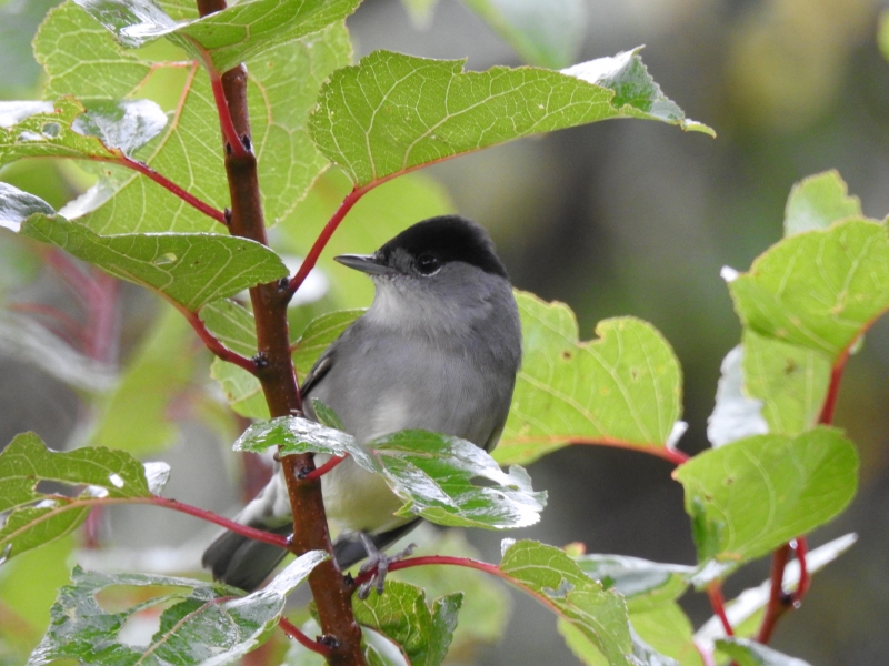 Photo Oiseaux fauvette a tête noire ( mâle )