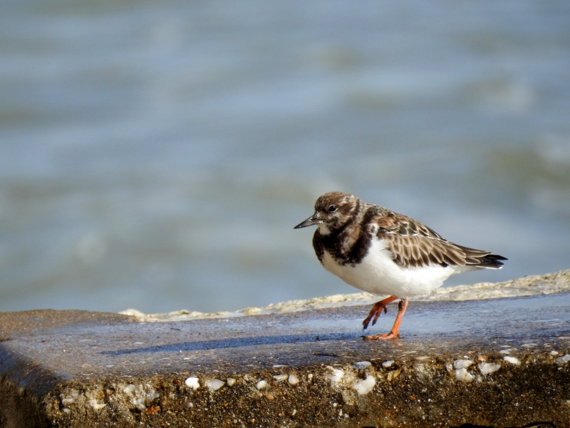 Photo Oiseaux Tournepierre à collier (Arenaia interpres)