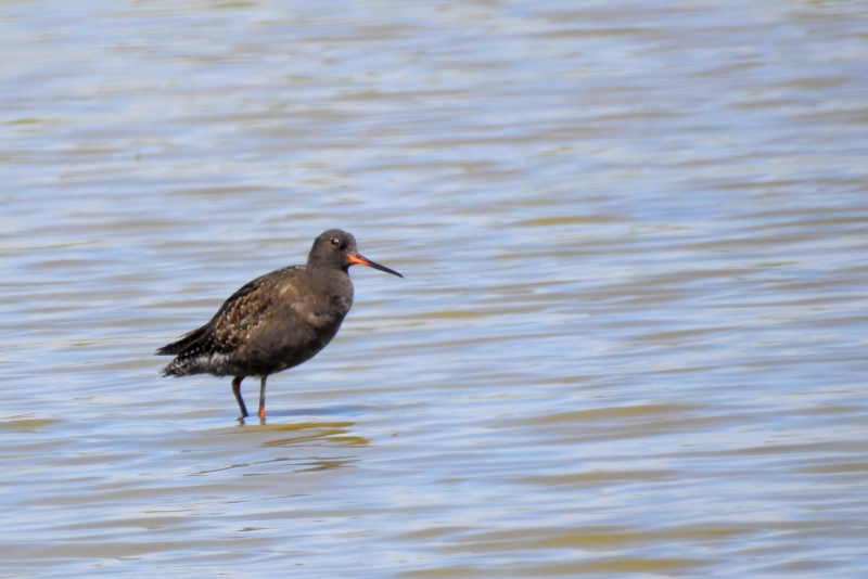 Photo Oiseaux Chevalier arlequin