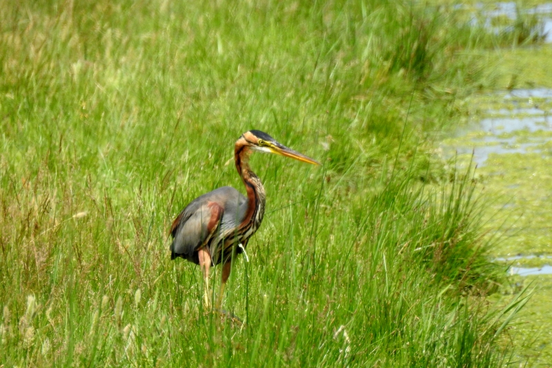 Photo Oiseaux Héron pourpré (Ardea purpurea)