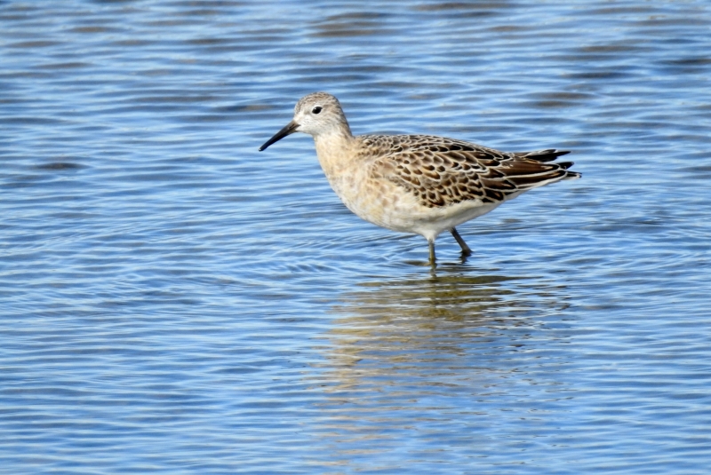 Photo Oiseaux Combattant varié (Philomachus pugnax)