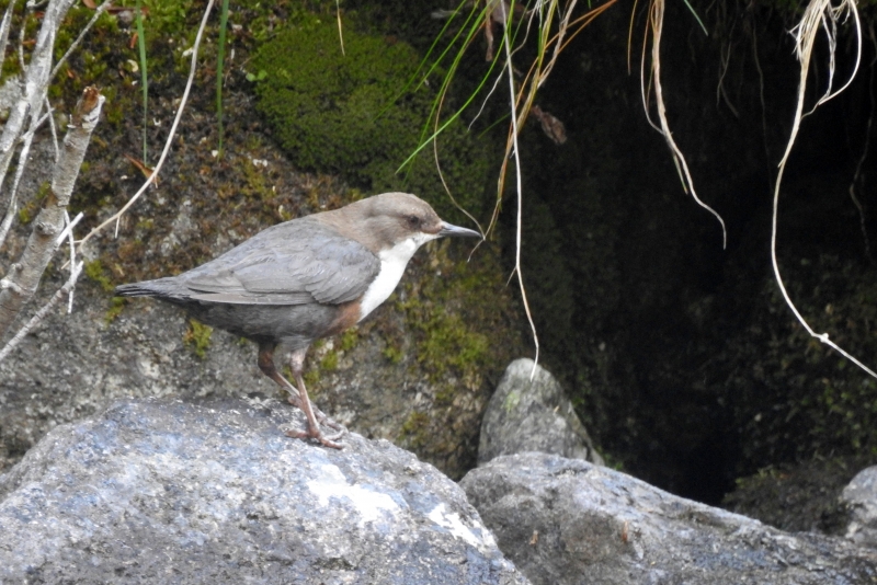 Photo Oiseaux cincle plongeur