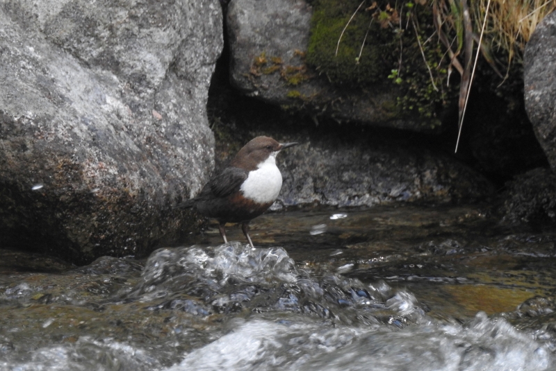 Photo Oiseaux cincle plongeur