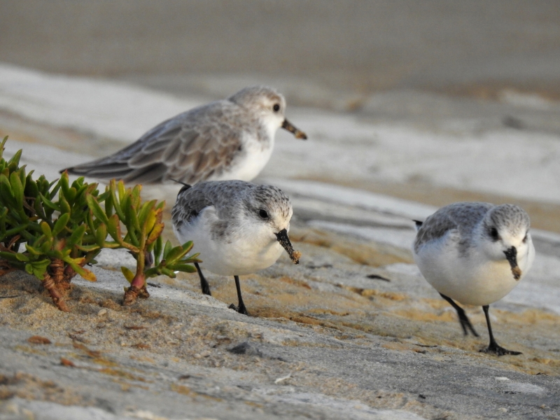 Photo Oiseaux Bécasseau sanderling (Calidris alba)