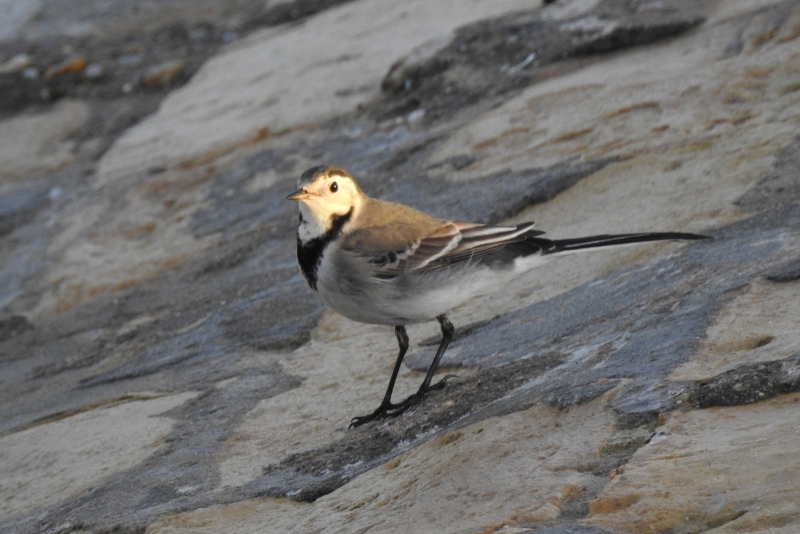 Photo Oiseaux Bergeronnette grise (Motacilla alba)