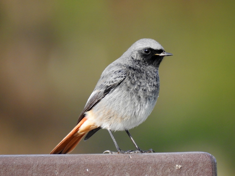 Photo Oiseaux rouge queue noir