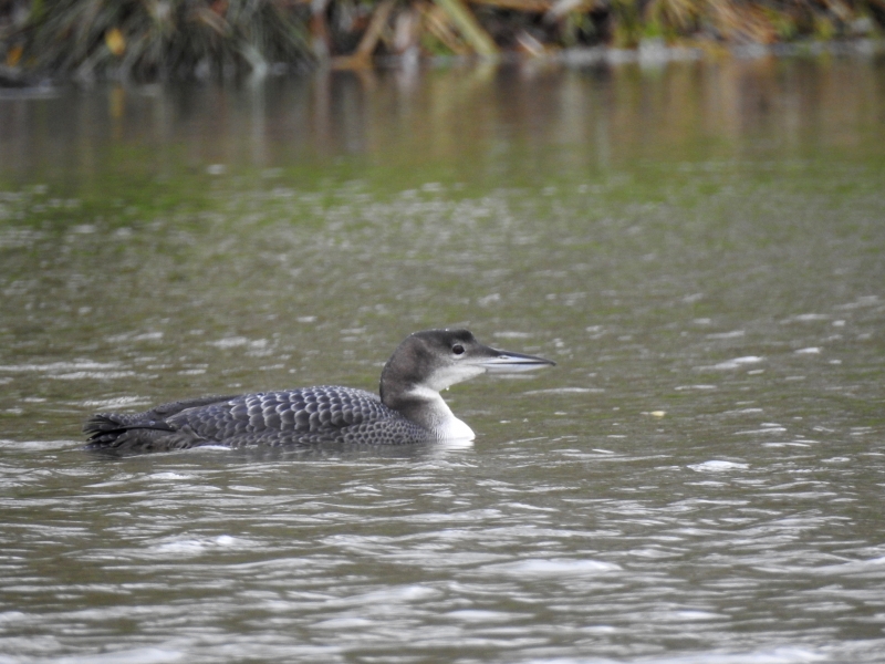 Photo Oiseaux plongeon imbrin