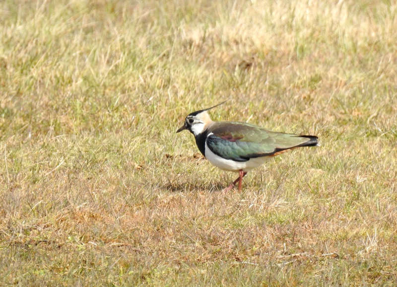 Photo Oiseaux Vanneaux huppés