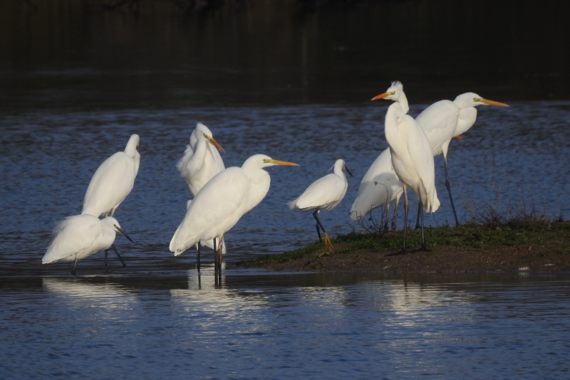 Photo Oiseaux Grande aigrette et Aigrette garzette