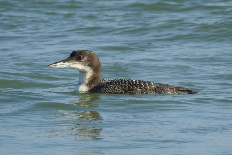 Photo Oiseaux plongeon imbrin