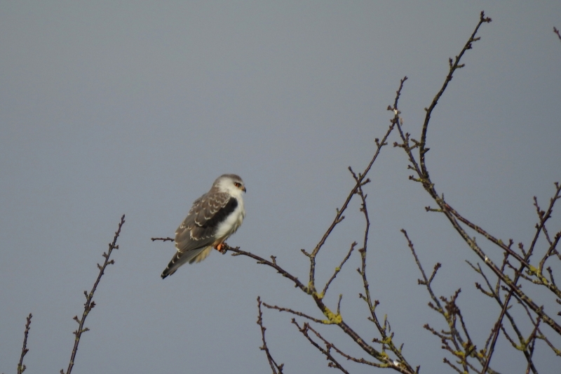 Photo Oiseaux Elanion blanc (Elanus caeruleus)