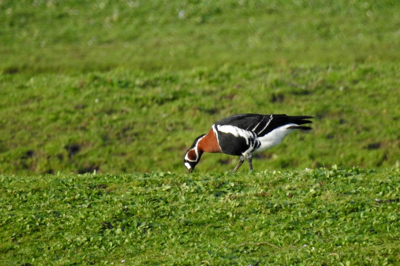 Photo Oiseaux Bernache a cou roux