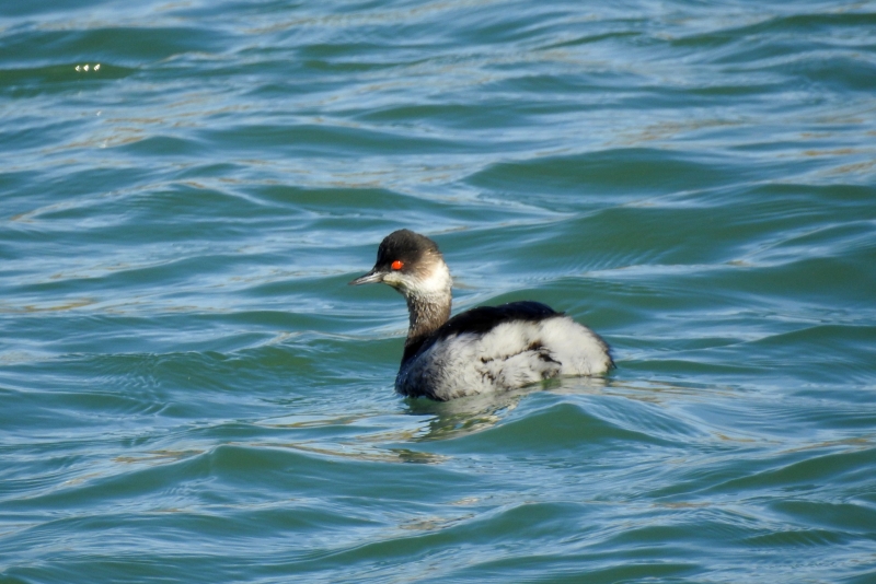 Photo Oiseaux Grèbe à cou noir (Podiceps nigricollis)