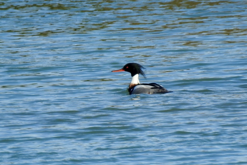 Photo Oiseaux harle huppé