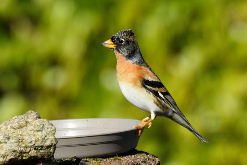 Photo Oiseaux Pinson du Nord ((Fringilla montifringilla)