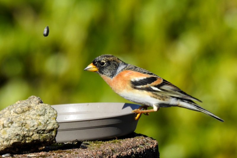 Photo Oiseaux Pinson du Nord ((Fringilla montifringilla)