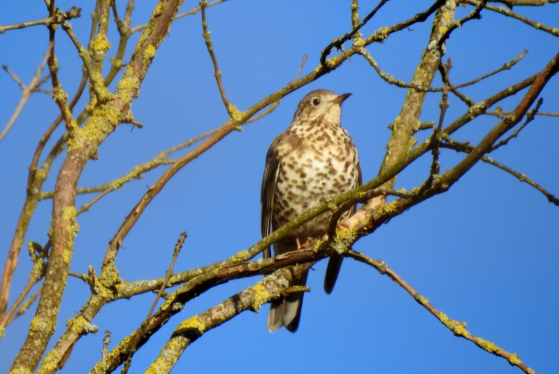 Photo Oiseaux Grive draine (Turdus viscivorus)