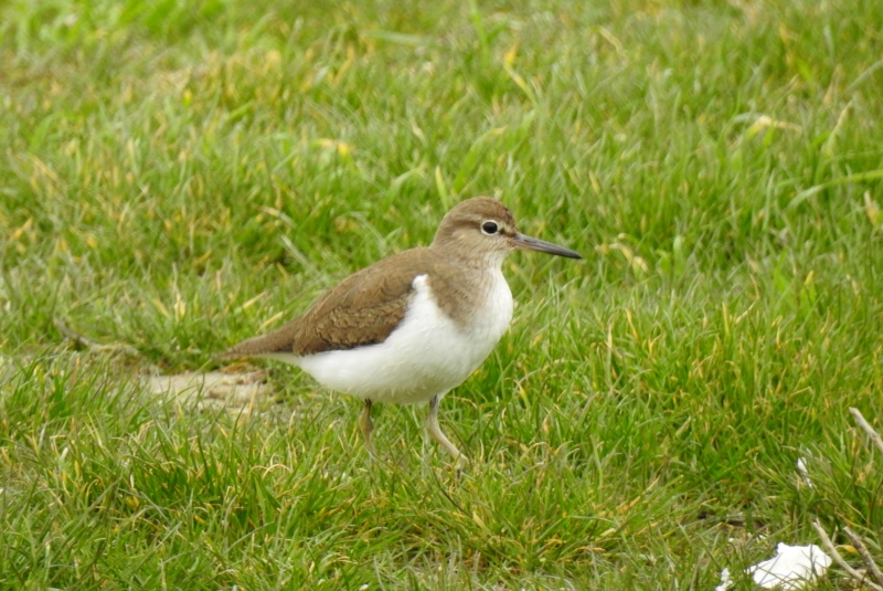 Photo Oiseaux Chevalier Guignette