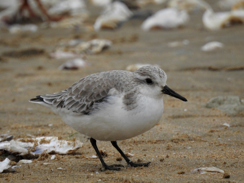 Photo Oiseaux Bécasseau sanderling (Calidris alba)