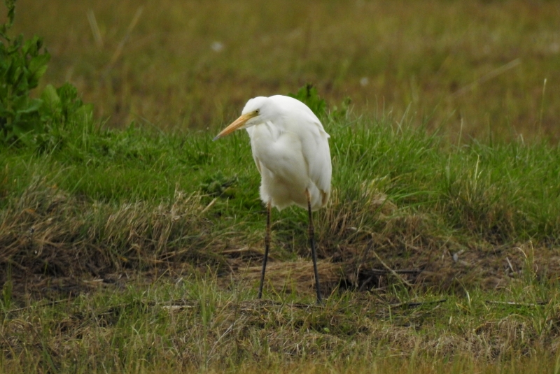 Photo Oiseaux Grande aigrette