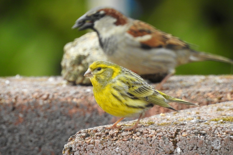 Photo Oiseaux serin cini (Serinus serinus)