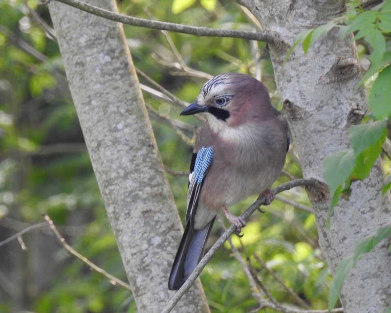 Photo Oiseaux Geai des chènes (Garrulus glandarius)