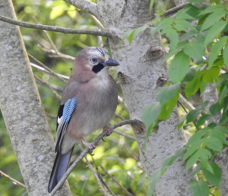 Photo Oiseaux Geai des chènes (Garrulus glandarius)