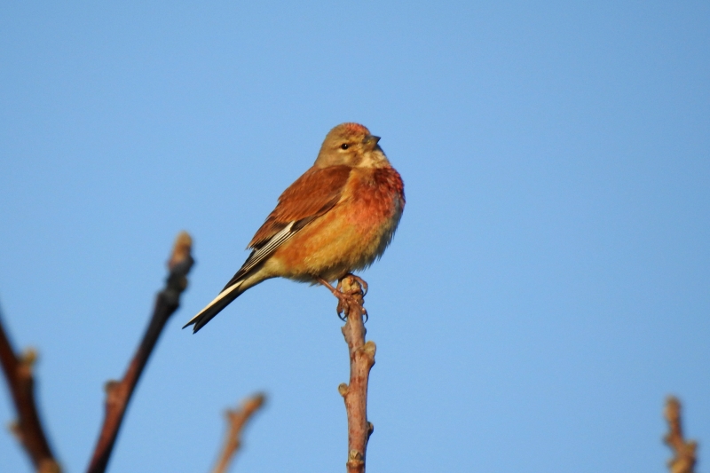 Photo Oiseaux Linotte mélodieuse