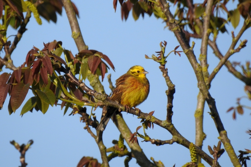 Photo Oiseaux Bruant jaune (Emberiza citrinella)