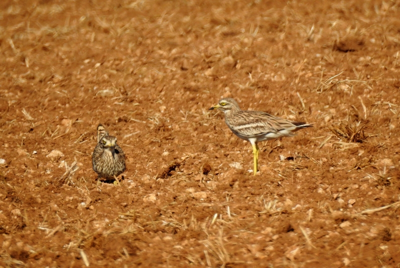 Photo Oiseaux Oedicnème criard (Burhinus oedicnemus) 