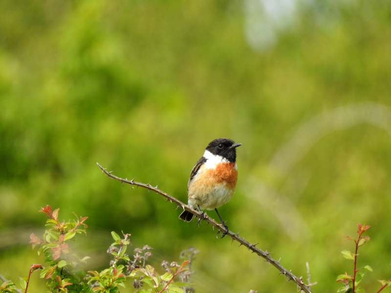 Photo Oiseaux tarier pâtre