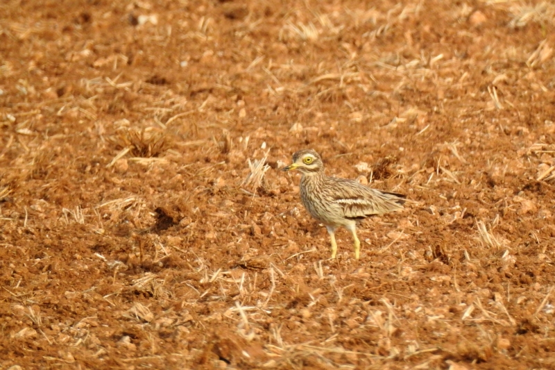 Photo Oiseaux Oedicnème criard (Burhinus oedicnemus) 