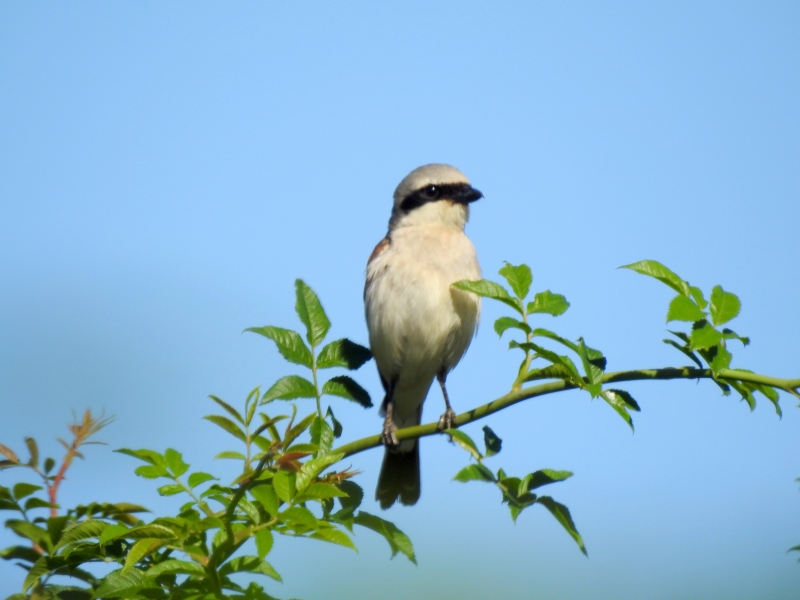 Photo Oiseaux pie grièche écorcheur