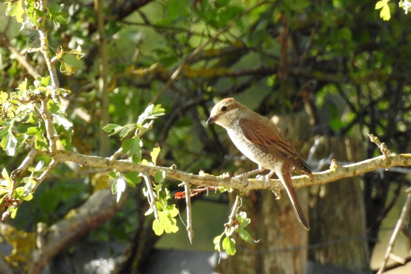 Photo Oiseaux pie grièche écorcheur femellle