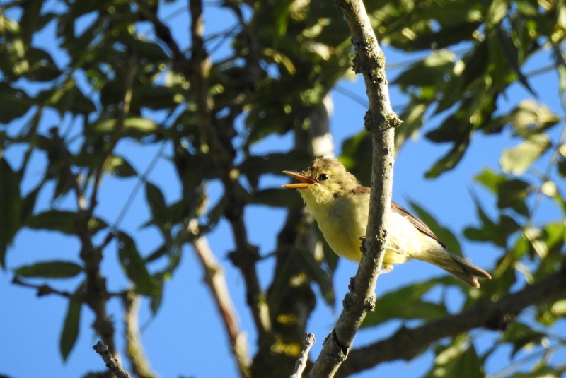 Photo Oiseaux Hypolaïs polyglotte (Hippolais polyglotta)