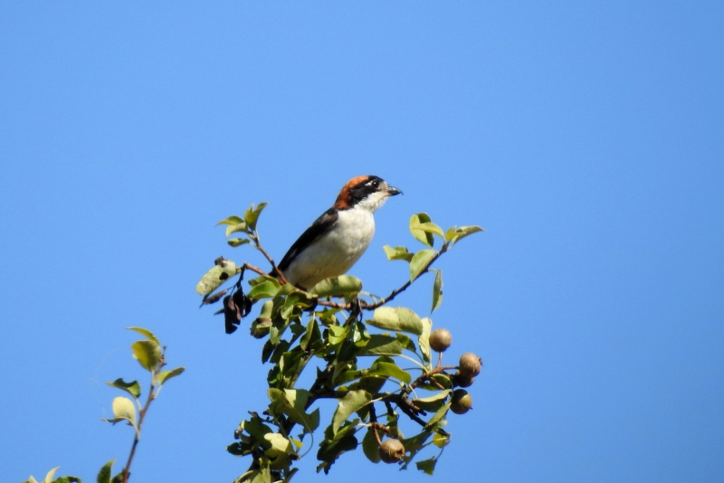 Photo Oiseaux pie grièche à tête rousse