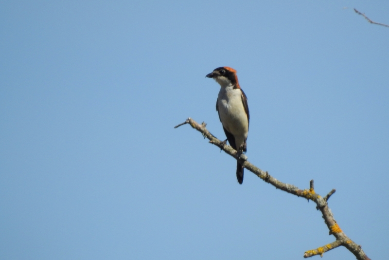 Photo Oiseaux pie grièche à tête rousse