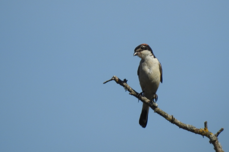 Photo Oiseaux pie grièche à tête rousse