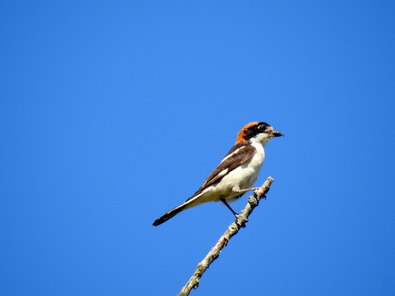 Photo Oiseaux pie grièche à tête rousse