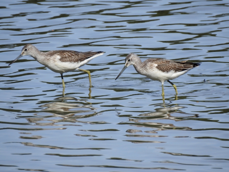 Photo Oiseaux Chevalier aboyeur (Tringa nebularia)