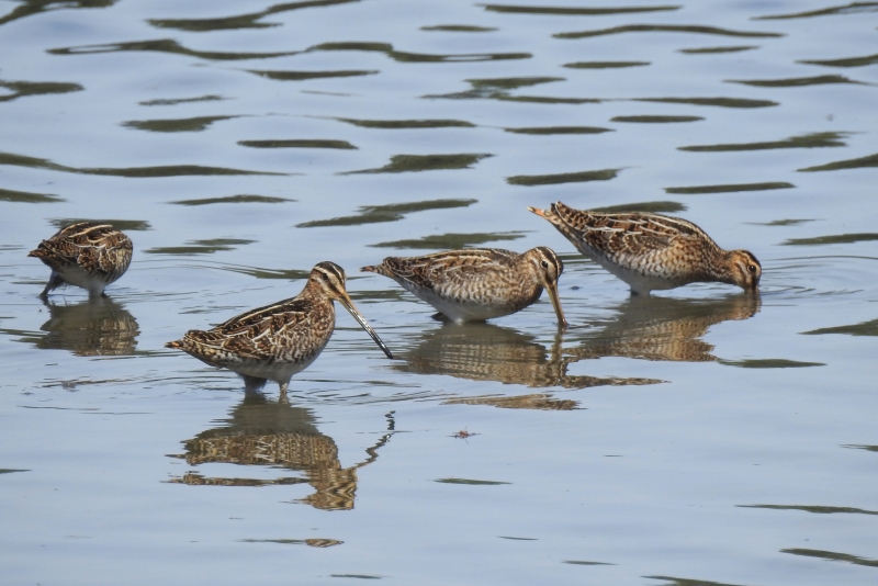 Photo Oiseaux Bécassine des marais (Gallinago gallinago)