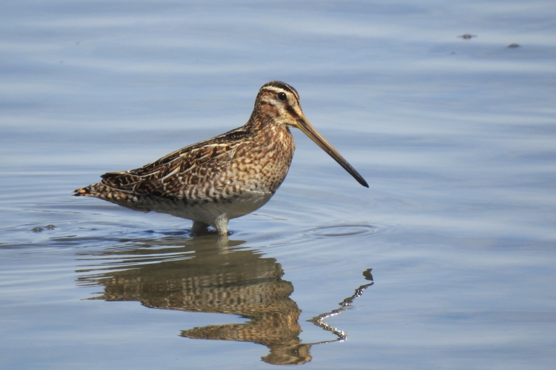 Photo Oiseaux Bécassine des marais (Gallinago gallinago)