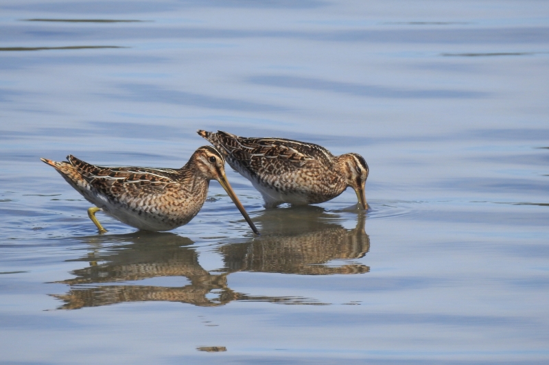 Photo Oiseaux Bécassine des marais (Gallinago gallinago)