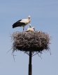 Oiseaux Cigogne blanche (Ciconia ciconia)